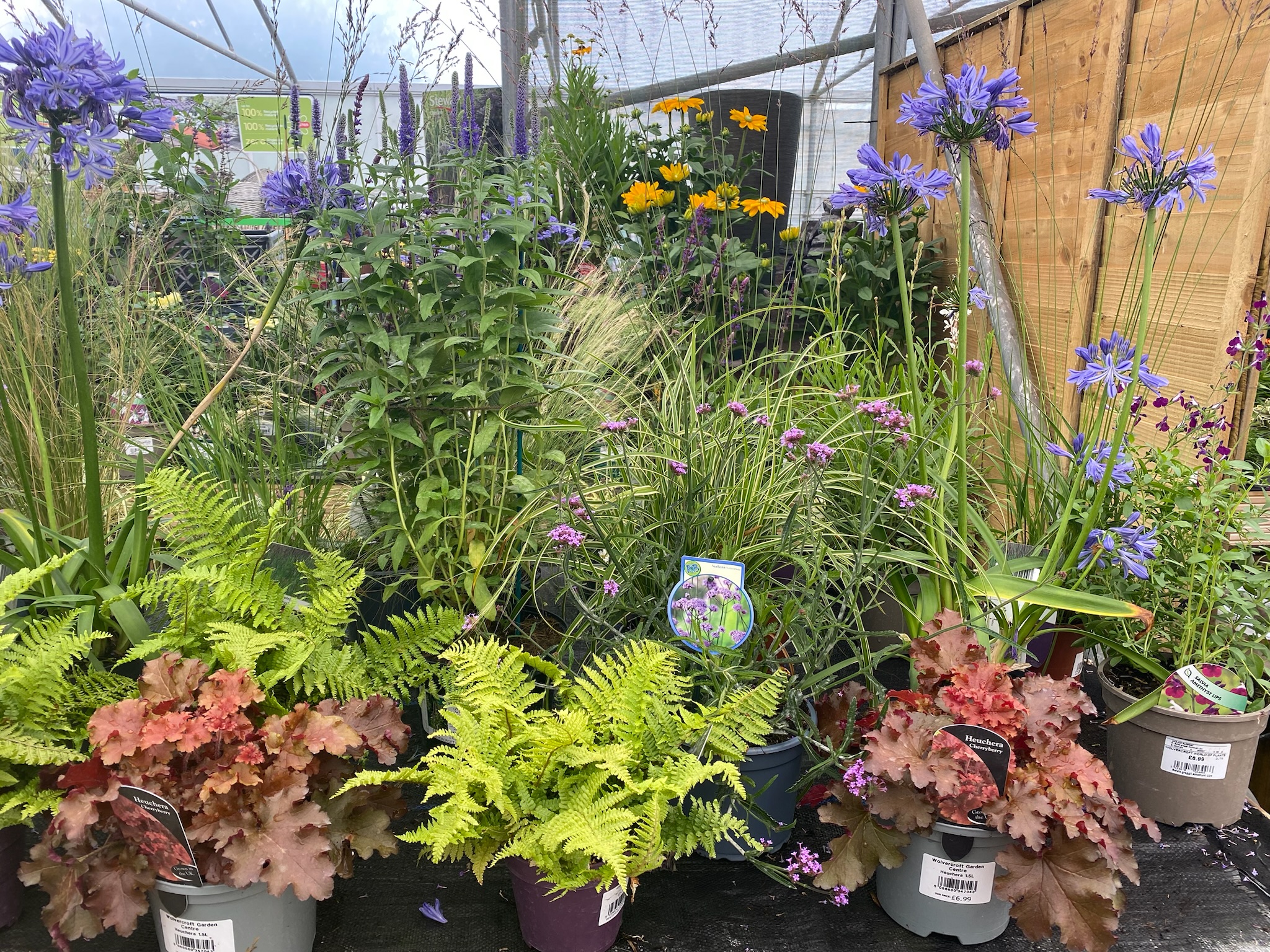 Plant sourcing & planting — Borders and Blooms